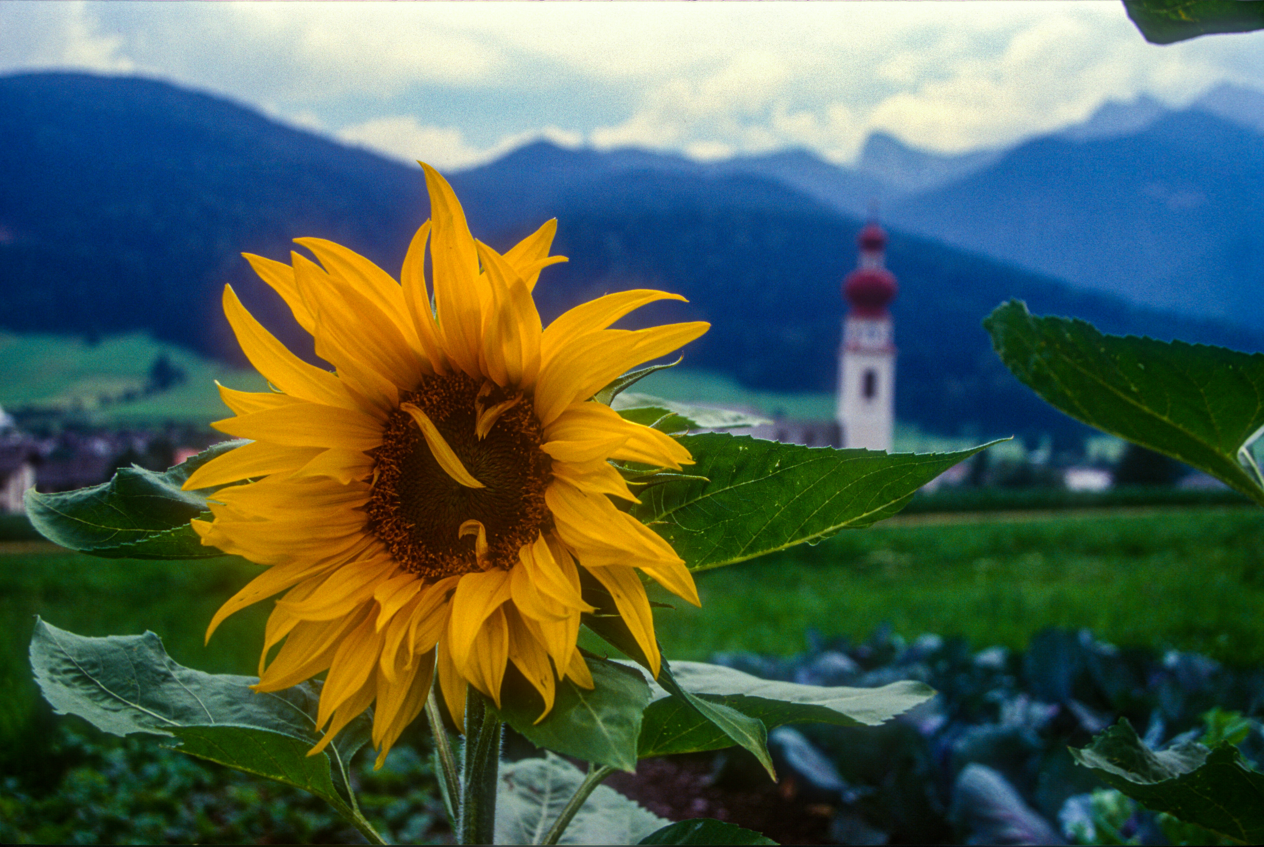 yellow sunflower in bloom during daytime